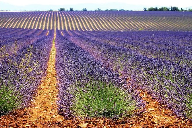 Small Group Marseille Shore Excursion: Lavender Tour - Tour Confirmation