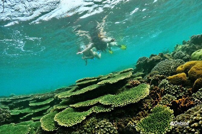 [SMALL-GROUP] SNORKELING & LUNCH - The LARGEST CORAL REEF (Max 9) - What to Bring