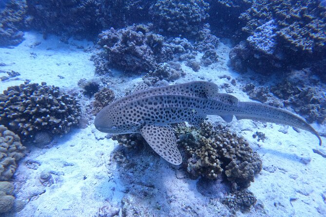 Snorkeling Adventure to Daymaniat Islands - Meeting Point and Logistics
