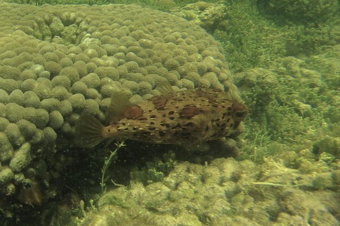 Snorkeling in Gatas Bay - Delicious Refreshments