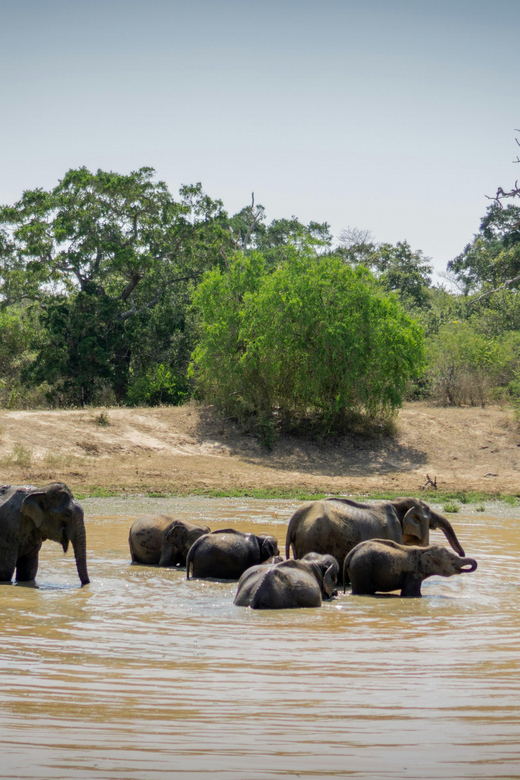 Sri Lanka 3-Day Temple, Wildlife, Waterfalls, Hill Country - Transportation and Guides