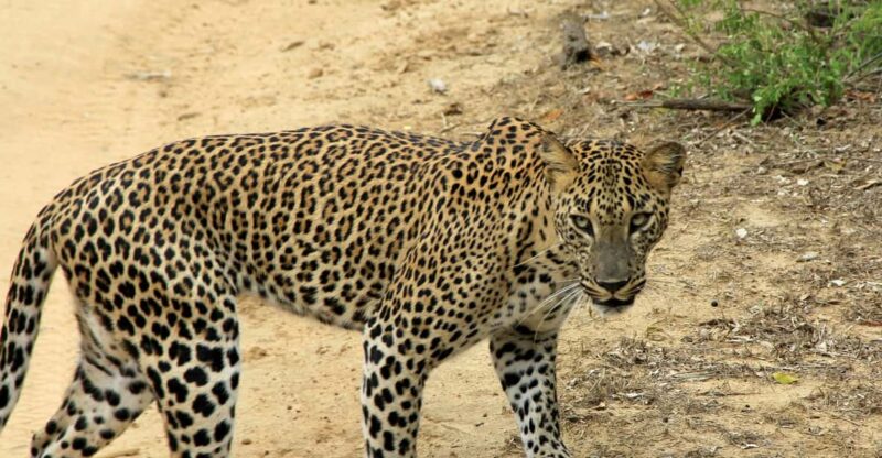 Sri Lanka 3-Day Wildlife, Rainforest, Hill Country Train - Travel Distance