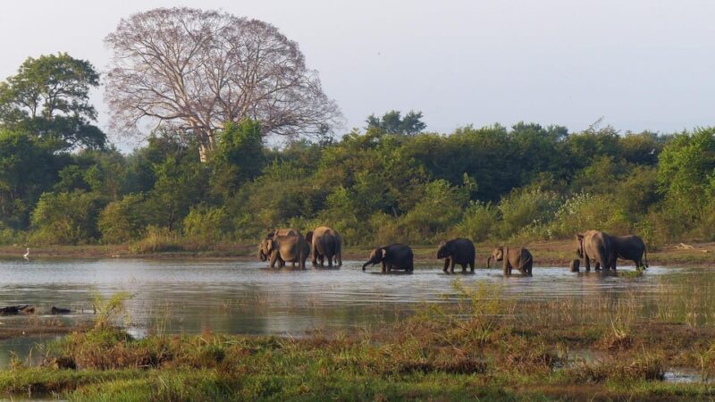 Sri Lanka: Scenic Hilll Country Road and Train Trip - Guided Tours and Attractions