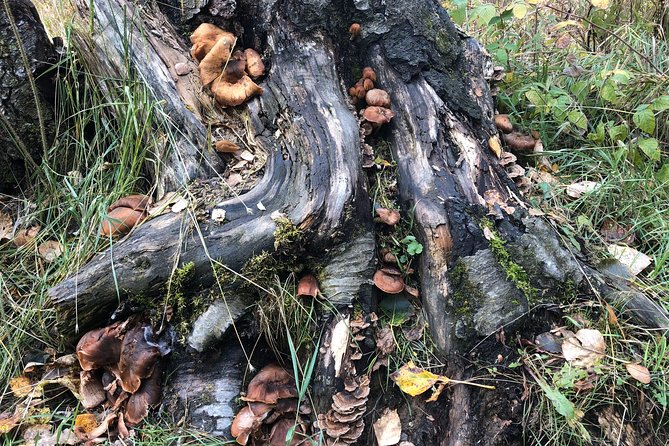 Summer Valley and Forest Hike - Booking Process and Pricing