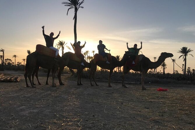 Sunset Camel Ride in the Palm Grove Of Marrakech - Customer Reviews and Insights