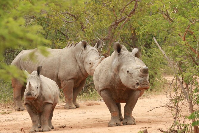 Sunset Game Drive Safari Near Hoedspruit - Group Size and Operator Information