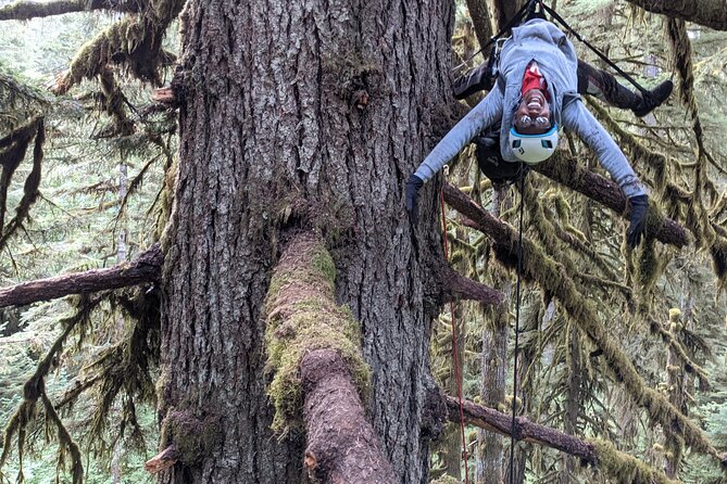 Sunset Tree Climb at Silver Falls State Park - Group Size and Participation Requirements