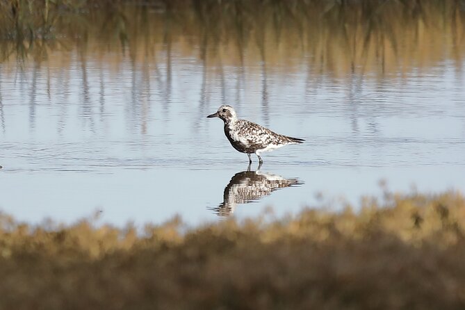 Sussex Birdwatching Private Guided Day Tour - Booking Information