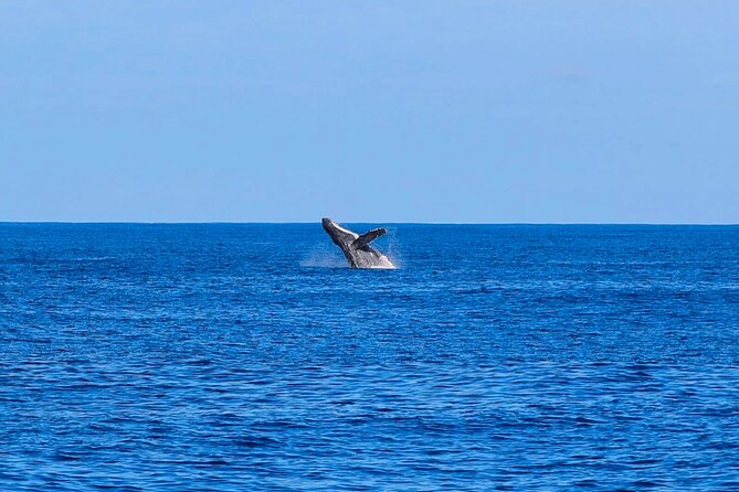 Swim With Dolphins & Turtles in West Oahu (Semi-Private Tours) - Booking and Cancellation Policy