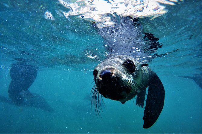 Swim With Seals - Meeting and Departure Details