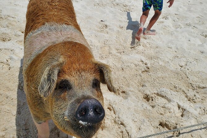 Swiming Pigs and Shark Tour Nassau to Exuma by Plane and Boat - Adventurous and Relaxed Experiences