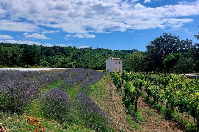 Taste of Istria - Wine, Brandy, Vinegar, Local Food - Tour Highlights