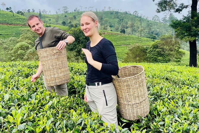 Tea Factory Plantation and Water Falls Tour - Reviews and Ratings