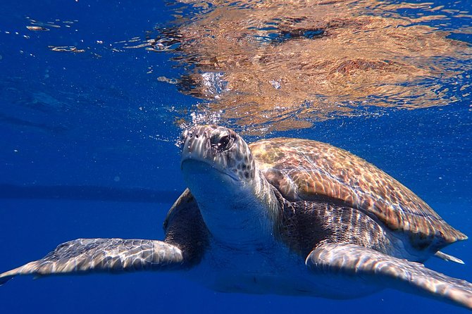 Tenerife Callao Salvaje Small-Group Snorkeling Tour - Group Tours Offered