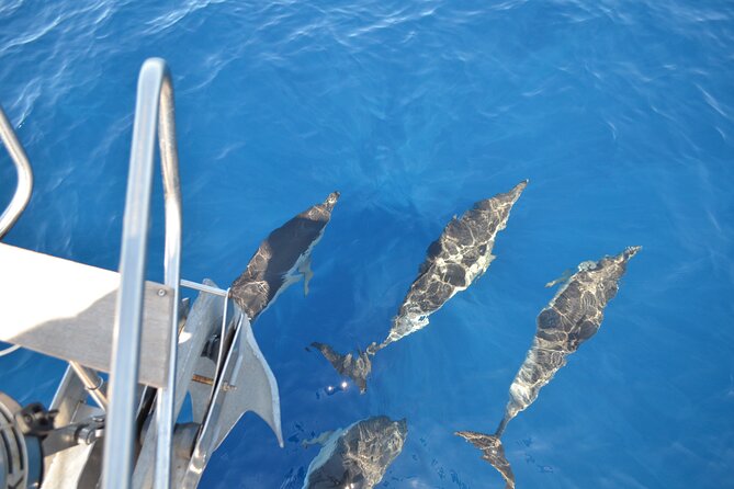 The Giants Cliffs Small-Group Sail Tour With Lunch - Traveler Testimonials