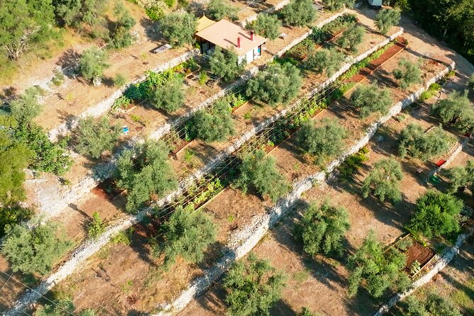 The Olive Oil Experience @ Lefkada Micro Farm - Sustainable Farming Practices
