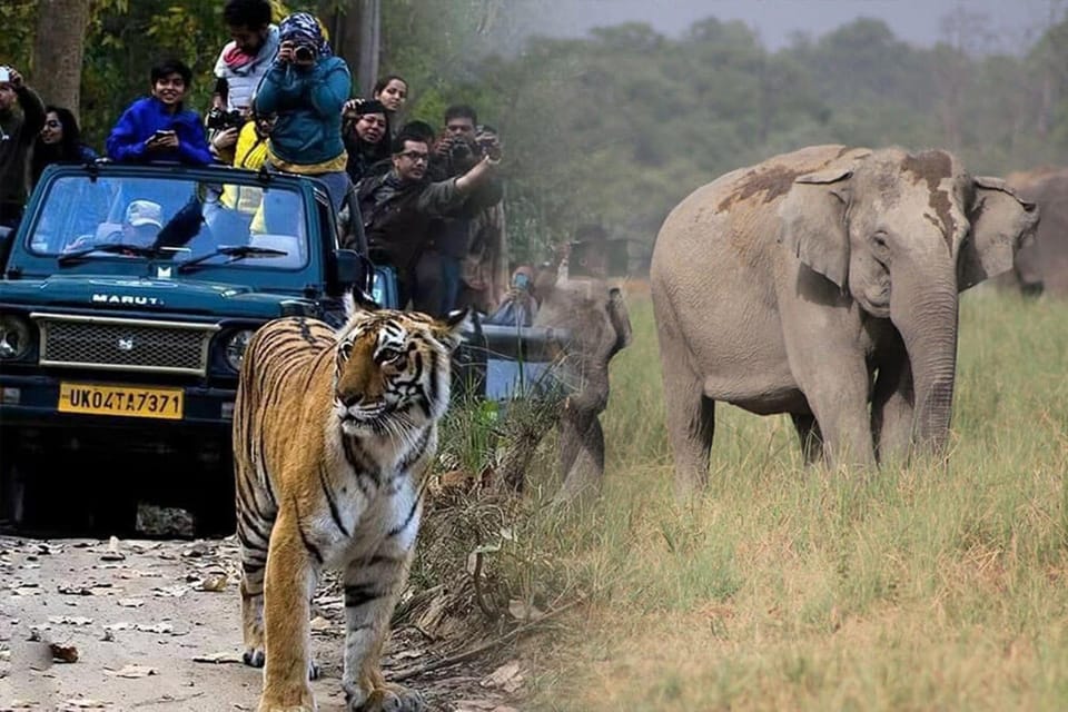 This 2-Day Tiger Safari Tour of Jim Corbett National Park - Guide and Language Options