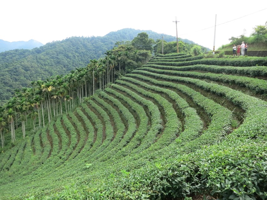 Thousand Island Lake and Pinglin Tea Plantation From Taipei - Tour Languages and Guide