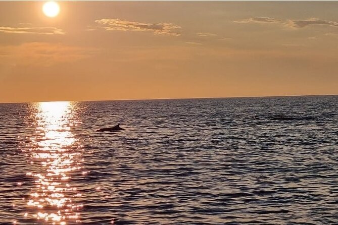 Thrilling Dolphin Encounter: Vrsars Aquatic Safari - About the Activity