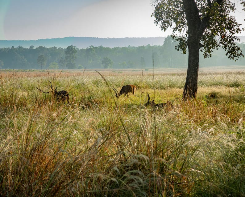 Tiger Marathon: Big Cat Photography Tour in the Wilderness - Transfers and Permits