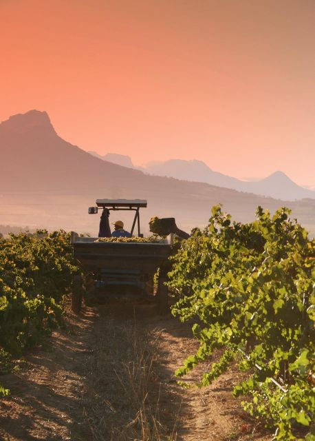 TOP THREE WINELANDS PRIVATE TOUR With Pairings - Booking and Availability