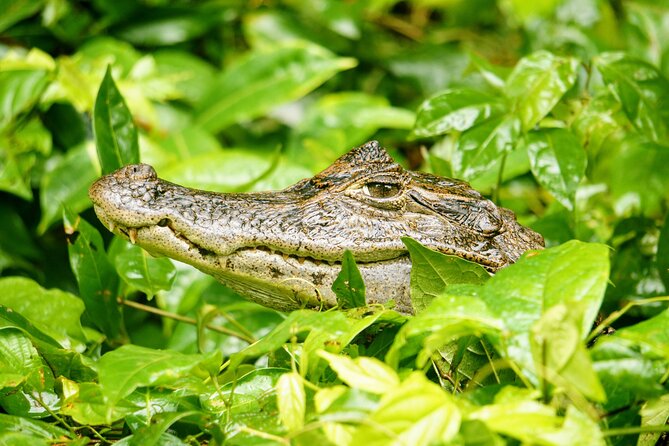 Tortuguero: Canoe Tour, Day Hike, Hill Tour, Night Tour or Spawning - Visitor Experiences