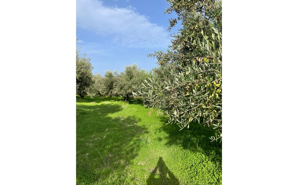 Traditional Olive Grove and Dragon Fruit Farm Tour - Visitor Information