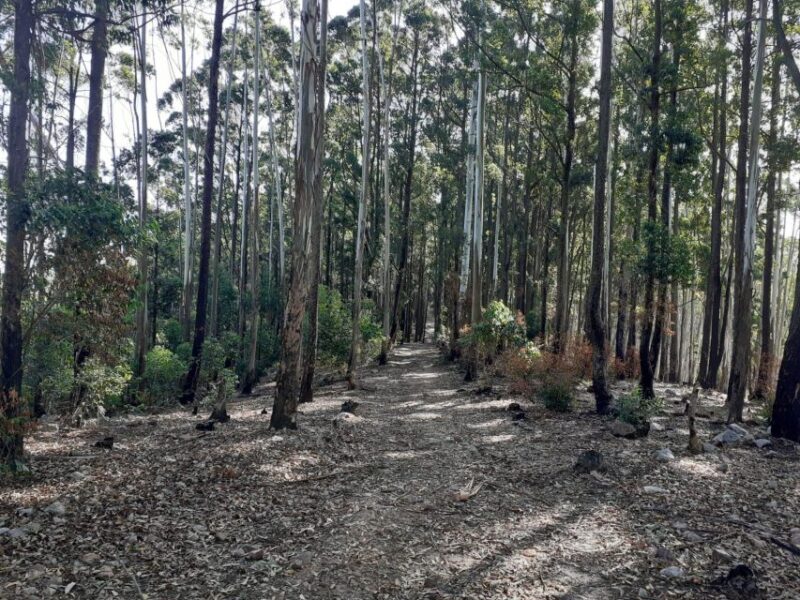 Trail Running From Ella - Inclusions