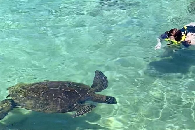 Tropical Reef & Wildlife Boat Snorkel Adventure - Wildlife Encounters to Expect
