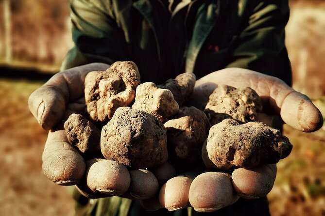 Truffle Hunting and Cheese, Truffle & Wine Tasting Near Alba - Barolo Wine Tasting Experience