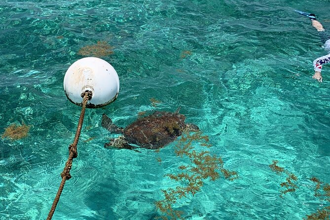 Turtle Garden Snorkeling Tour and Island Break - Booking and Cancellation Policies