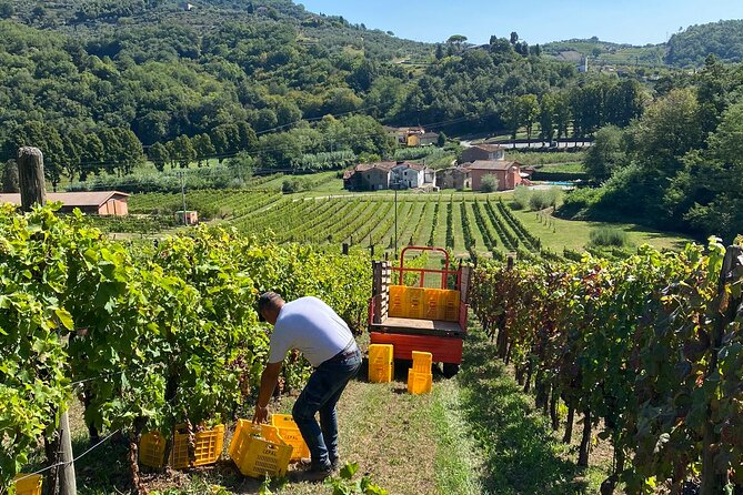 Tuscan Wine Tour in Pisa by Shuttle - Discover Tuscan Wine