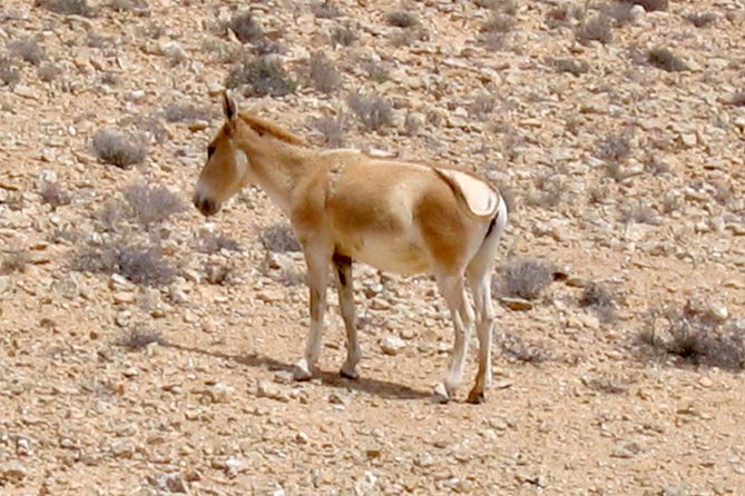 Two Hour Guided Jeep Tour in to and Around the Ramon Crater - Customer Reviews