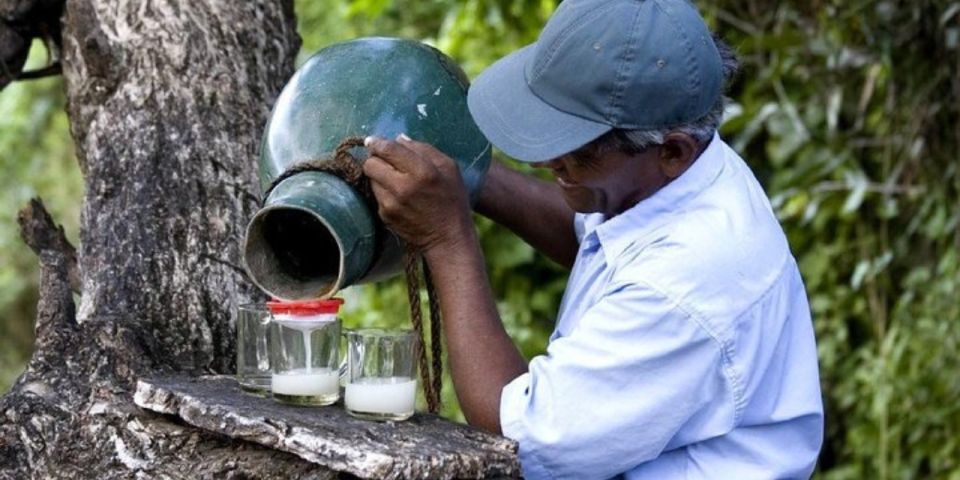 Two-Wheeled Toddy Hunting Adventure in Bentota. - Refreshments and Inclusions