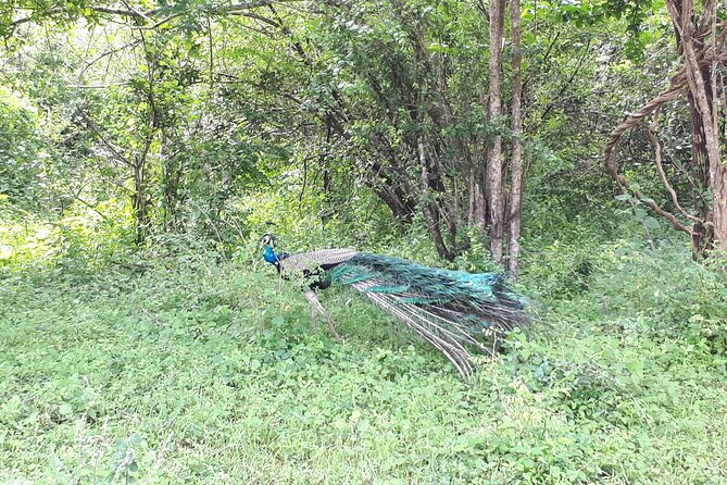 Udawalawa National Park Day Tour - Booking Your Adventure