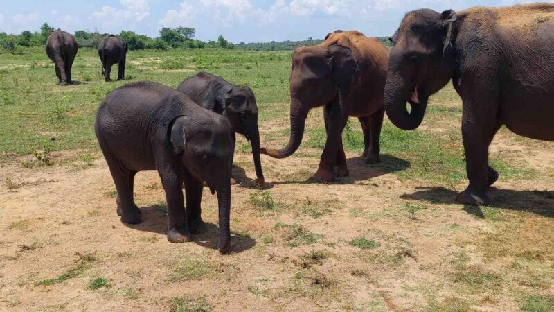 Udawalawe National Park: Private 4 Hours Safari Trip - Additional Inclusions