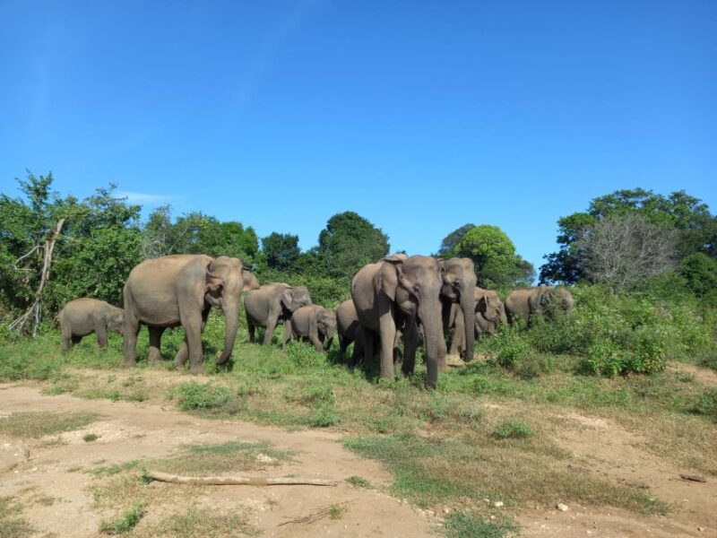 Udawalawe National Park Private Safari With Naturalist - Participant Guidelines