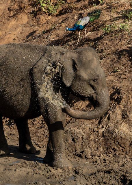 Udawalawe National Park Safari and Elephant Transit Home - Customer Reviews and Recommendations