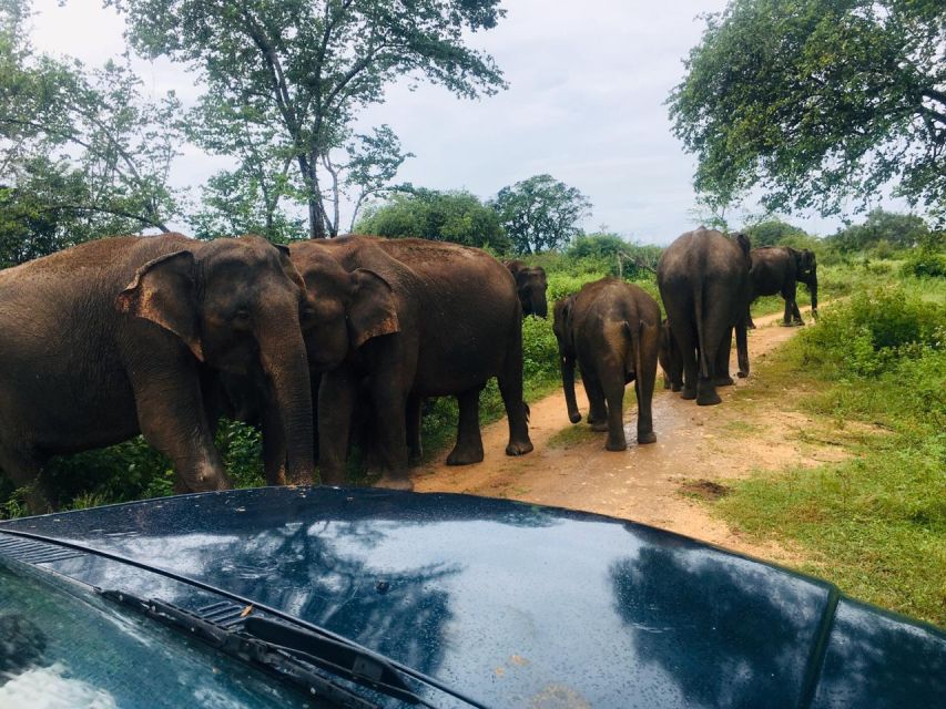 Udawalawe National Park Safari - Private Jeep - Transportation and Return