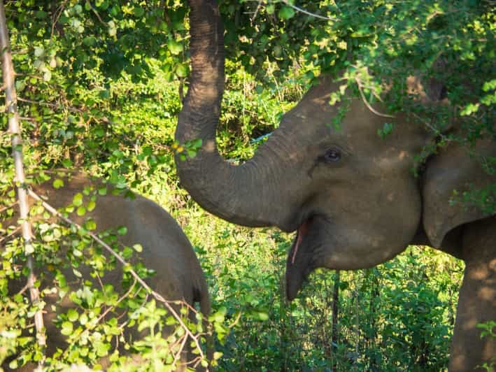 Udawalawe Safari | PRIVATE TOUR 🐘 - Restrictions