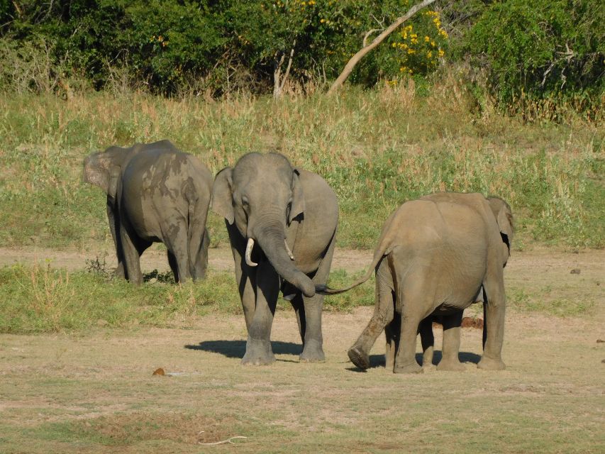 Udawalawe Safari Tour From Hambantota Port(Shore Excursion) - Park Entrance Fees