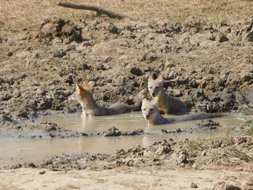 Udawalawe Safari Tour From Tissamaharama / Hambantota Areas - Tour Amenities