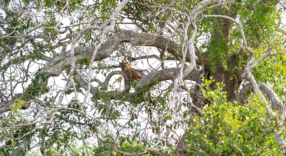 Udawalawe Safari With Vishal - What to Bring and Restrictions