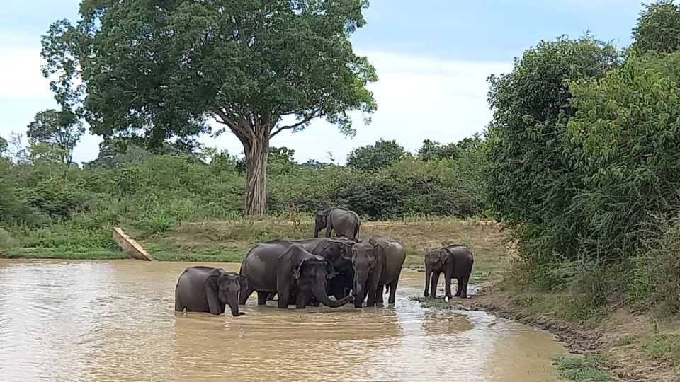 Udawalawe Wild Safari Tours | 10 Hours Safari - Important Considerations