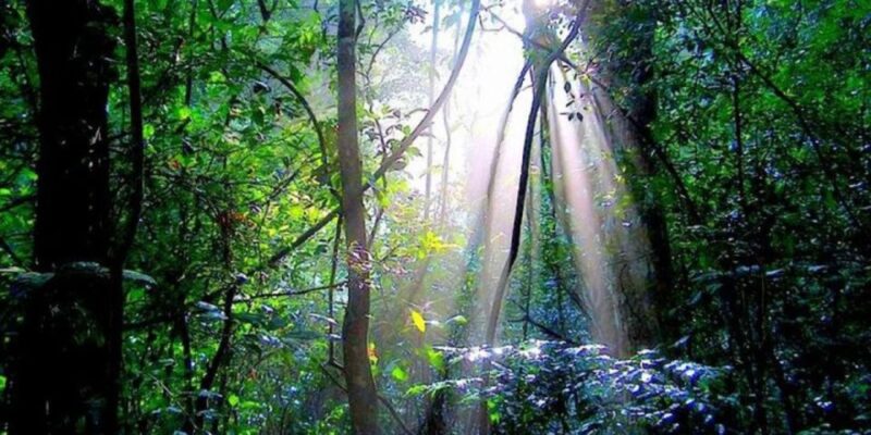 Udawatte Kele:Birdwatching and Nature Trekking Experience - Preparation and Important Information
