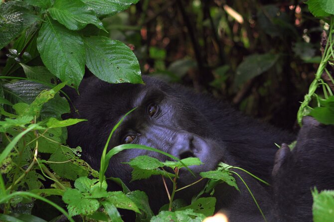 Uganda Gorillas and Game Safari - 10 Days - Whitewater Rafting on the Nile