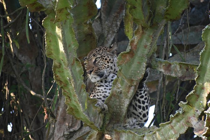 Uganda Wildlife & Activity Holiday - 15 Days - Logistics & Pricing