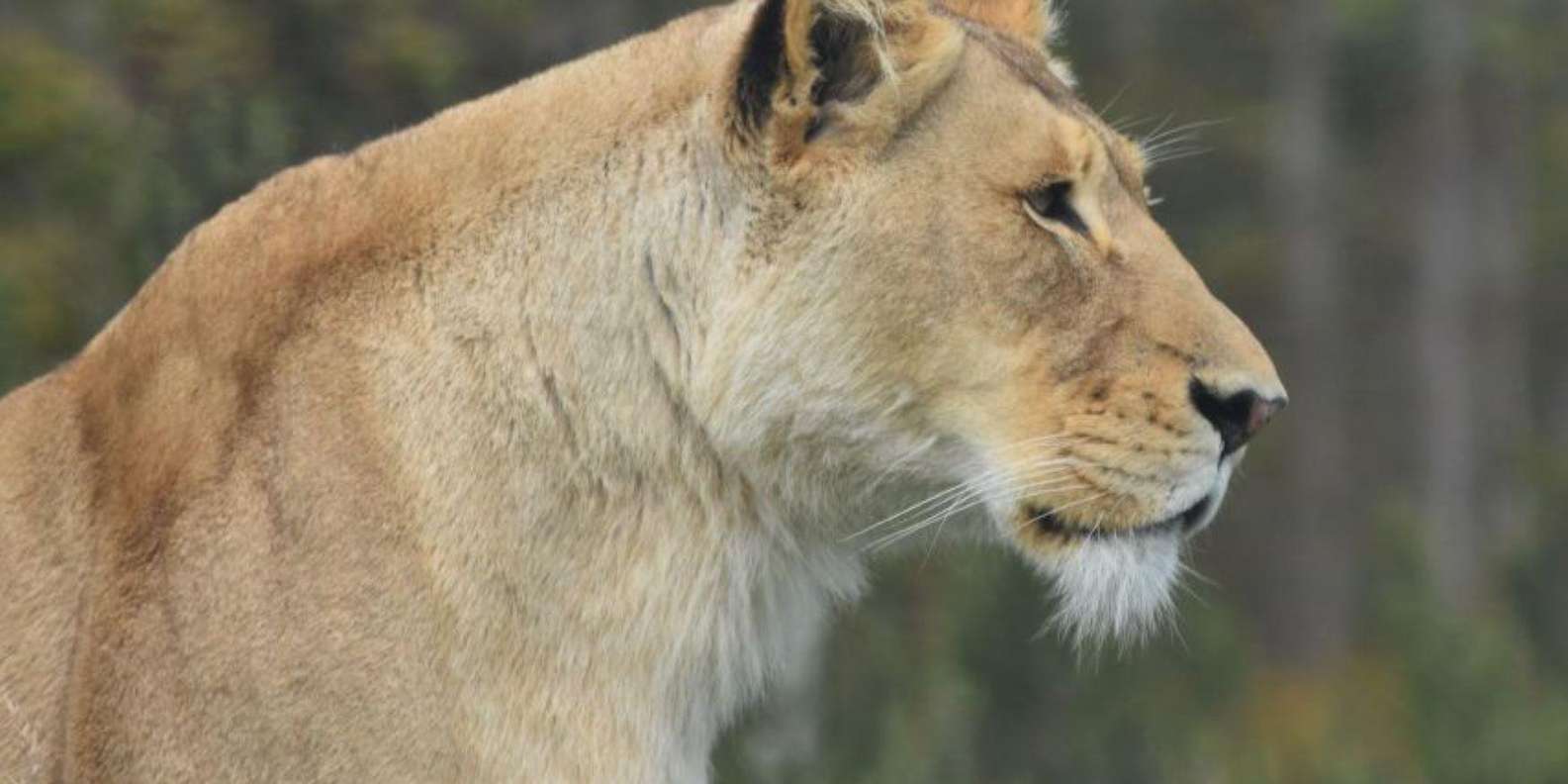 Ukutula: Walk With Lions, Predators & Cheetahs Tour - Important Guidelines and Restrictions