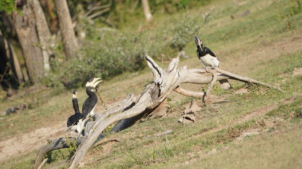 Unforgettable Full Day Kumana National Park Safari With Fun - Important Information for Guests