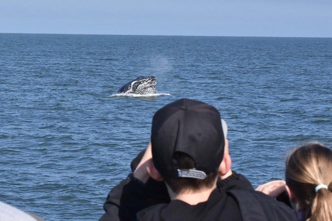 Vancouver Whale Watching Safari - Pricing and Booking